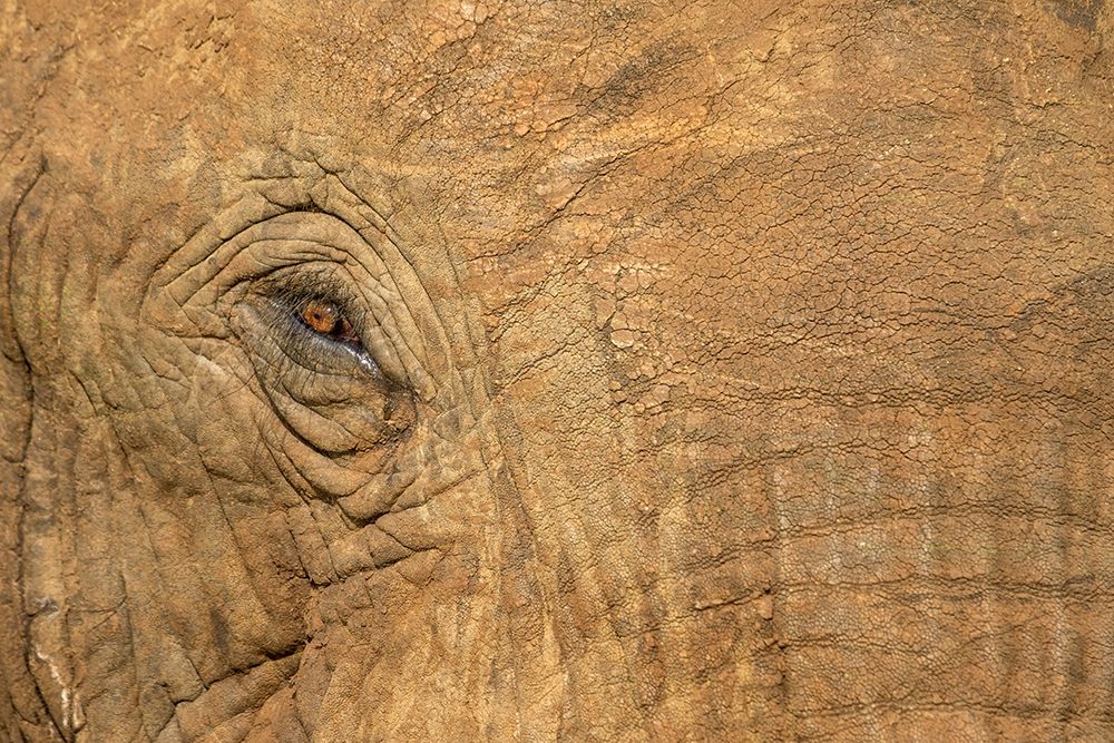 Africa-Botswana-Kasane-Close-up of Bull Elephants eye at sunset near Chobe River art print by Paul Souders for $57.95 CAD